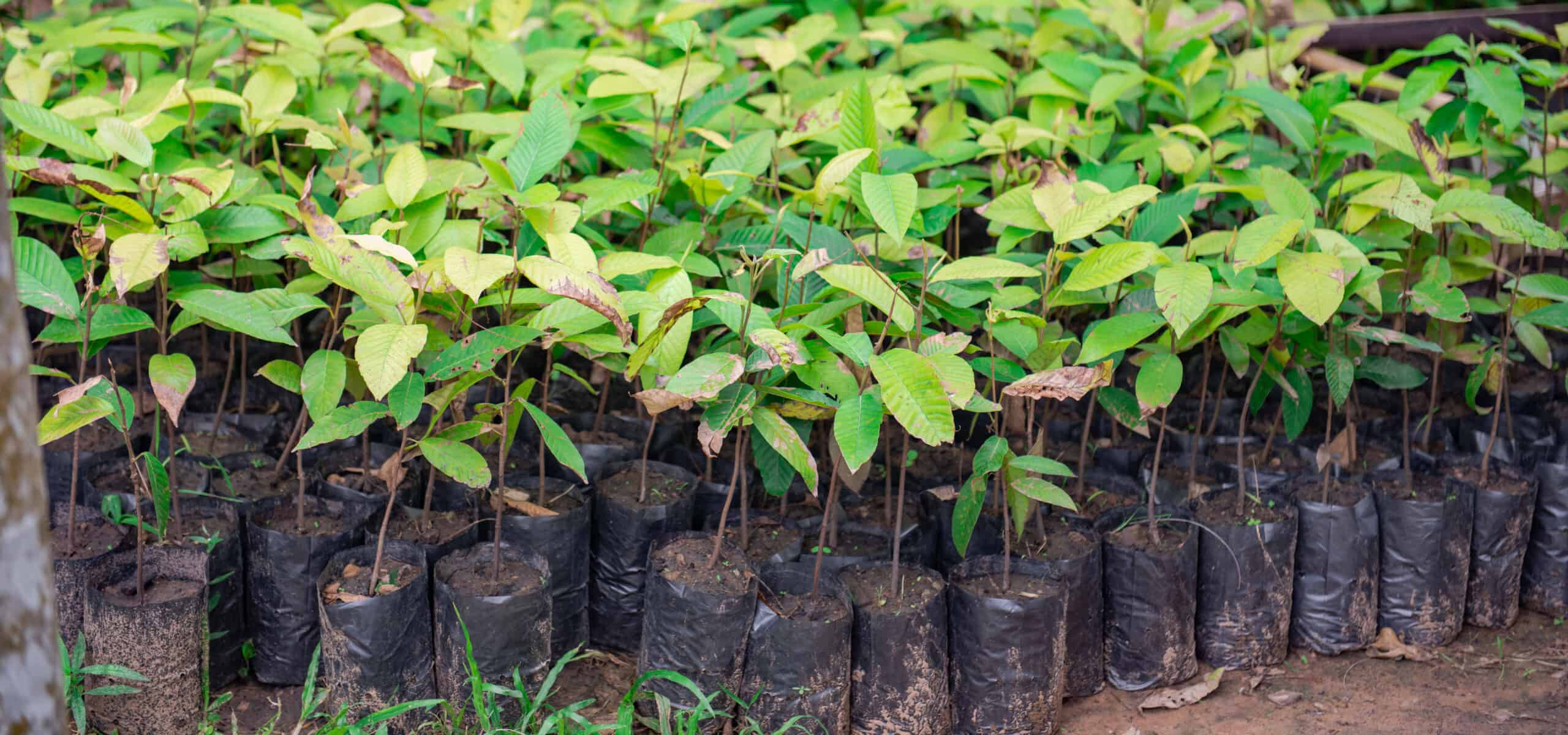 Gold mining takes on the challenge of reforestation OCIM